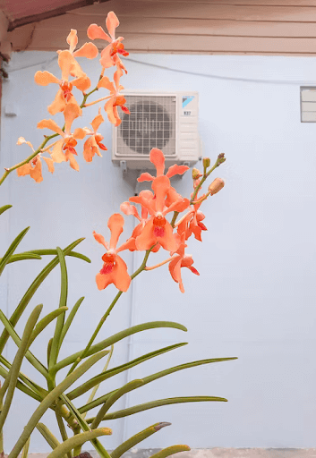outside-air-con-flowers-